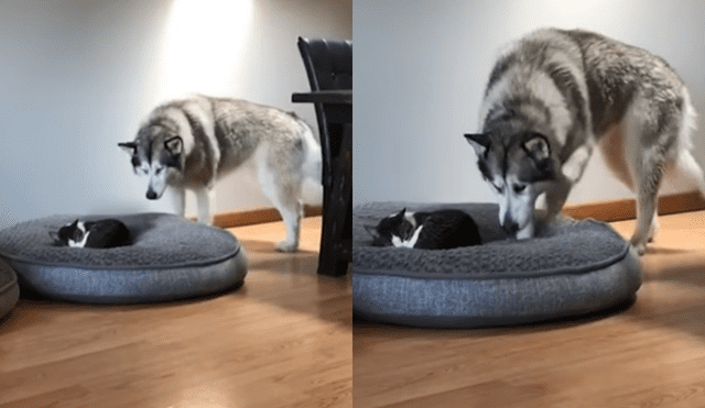 En Facebook: perro conmueve al mundo con noble gesto a un gato [VIDEO] 