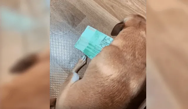 El dueño del can grabó la peculiar conducta de su mascota cada vez que se acercaban a un fajo de billetes de su pertenecía. La graciosa escena se hizo viral en Facebook y YouTube