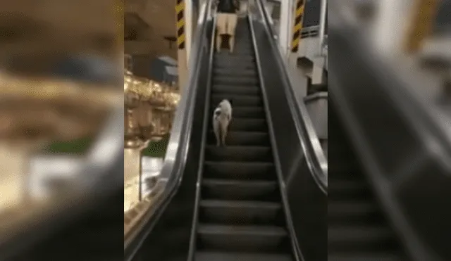 Desliza las imágenes para ver más del gracioso comportamiento que tuvo este perrito al probar las escaleras eléctricas. (Foto: captura)