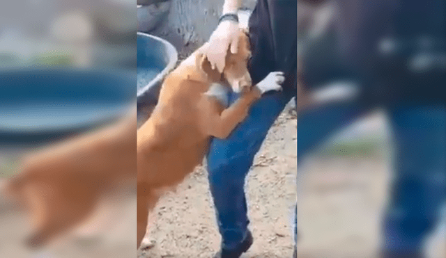 Video es viral en Facebook. Periodista fue sorprendido por la conmovedora conducta de un can cuando acudió a un refugio de perros abandonados para realizar un reportaje