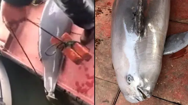 Pescadores chinos encontraron el cuerpo sin vida de una marsopa en peligro de extinción tras sufrir un cruel maltrato ocasionado por unos inescrupulosos hombres.