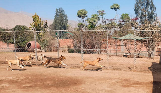 Perritos de albergue Wasi Wau necesitan ayuda para recolectar dinero destinado a sus alimentos. Foto: Por amor a las mascotas