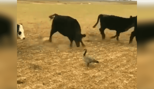 YouTube viral: pájaro se enfrenta a enorme toro por el territorio y el desenlace es increíble [VIDEO] 
