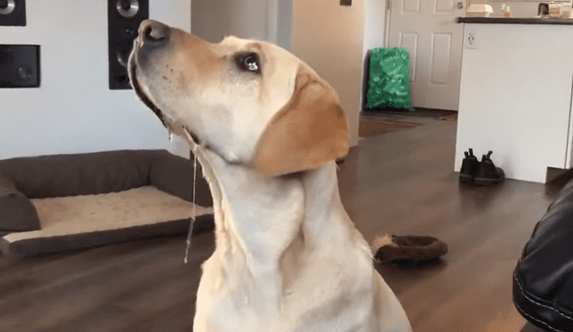 Facebook: perro hambriento sorprende a miles por extraña manera de pedir comida [VIDEO]