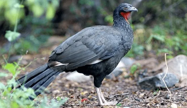 20 Animales en peligro de extinción y extintos en Perú 2019 [FOTOS]