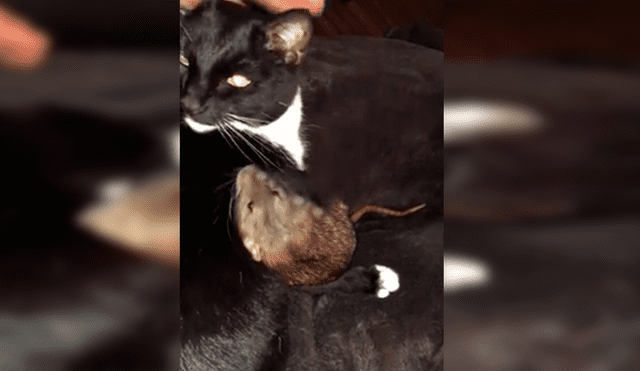 En Facebook, un gato protegió a una pequeña rata y le brindó unas amorosas caricias que cautivaron a su dueña.