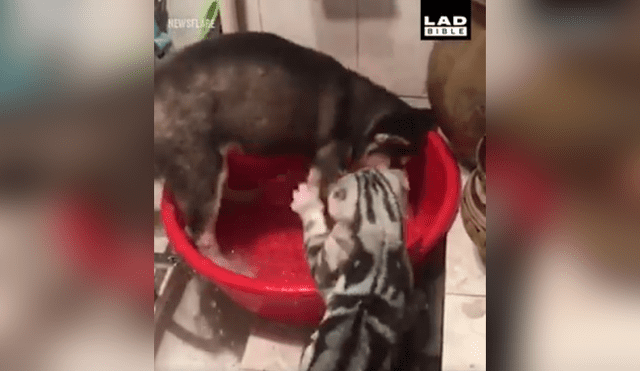 Facebook viral: gato descubre a perro 'malcriado' causar destrozos en su bañera y así lo reprende [VIDEO] 
