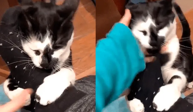 Facebook viral: joven es atacada por su gato en pleno 'momento íntimo' [VIDEO]
