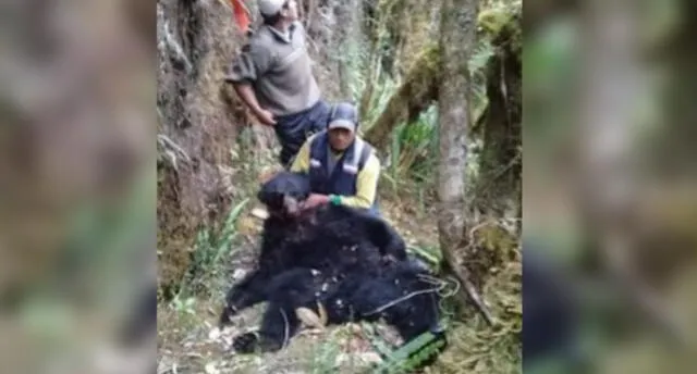 Facebook: Imágenes de oso andino degollado provoca conmoción en Cusco