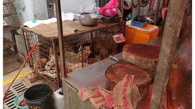 Los cachorros estaban a punto de ser sacrificados y vendidos como carne. Foto: Daily Mail.