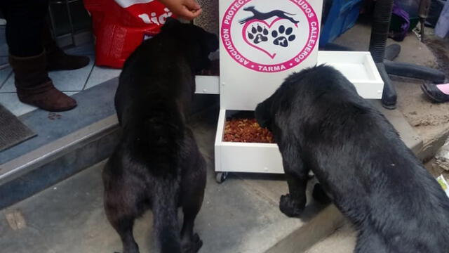 Piden colaboraciones para implementar alimentadores para perros callejeros [VIDEO]