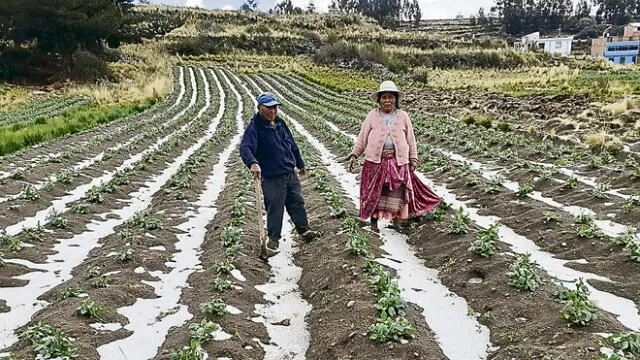 afectados. Agricultores mostraron sembríos dañados.