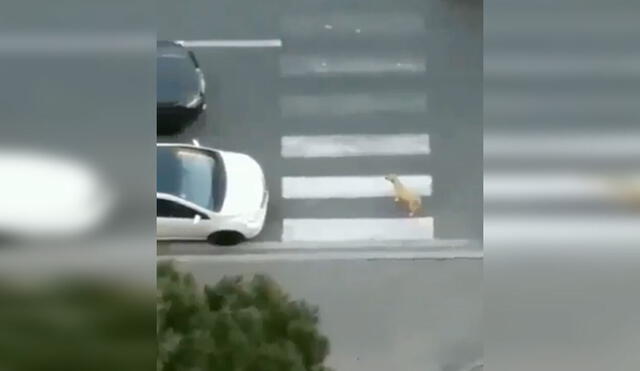 Desliza las imágenes para apreciar la valiente acción de un hombre para que un perro cruce la pista sin problemas. Foto: Captura de Facebook