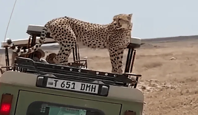 En YouTube, una familia realizaba un safari y fueron sorprendidos por una feroz chita que se subió a su vehículo.