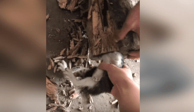 Facebook viral: travieso gato mete su cabeza en árbol, sin imaginar que su dueño lo liberaría con un hacha [VIDEO] 