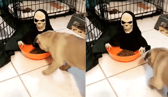 Facebook: jóvenes le juegan broma de Halloween a su perro y este tiene épica reacción [VIDEO]