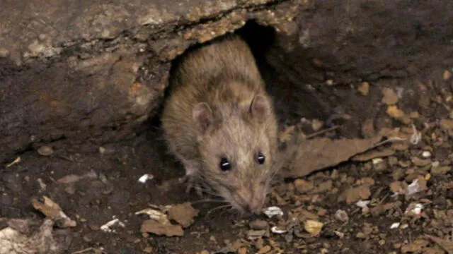 Niñas son mordidas por ratas en el distrito de Paucarpata en Arequipa 