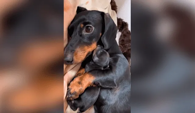 Desliza las imágenes para apreciar la amorosa acción de una perrita para presentar a su cría con su dueña. Foto: Captura.