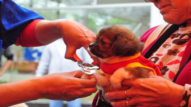Lince: realizarán campaña veterinaria gratuita