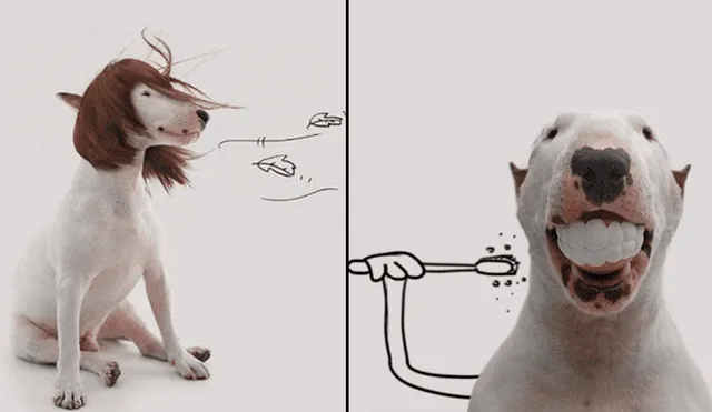 Facebook viral: le hace sesión fotográfica a su perro y divertido resultado enternece a miles