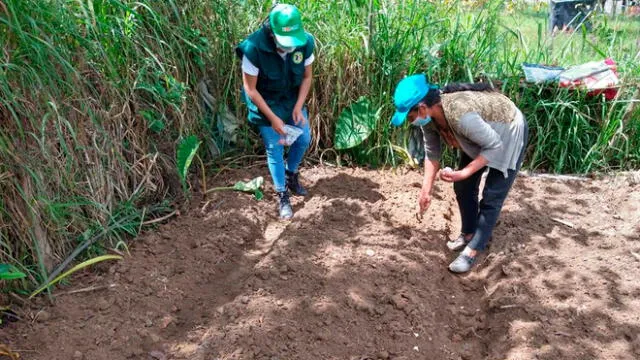 Instalan biohuertos en Bongará