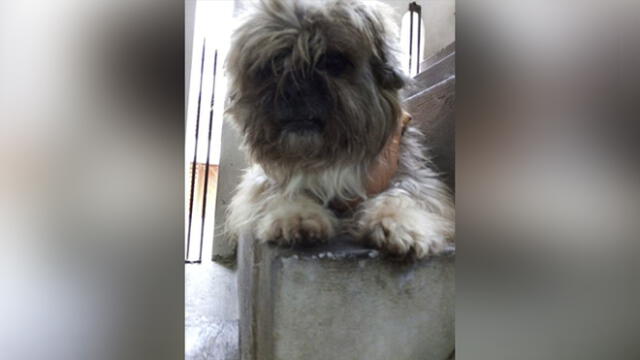 Los Olivos: ofrecen recompensa por mascota de 11 años extraviada