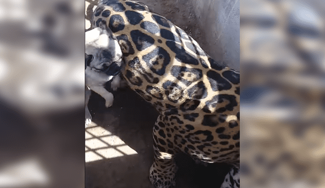 Facebook viral: terror por audaz perro que ingresa a jaula de jaguar enfurecido en México [VIDEO]