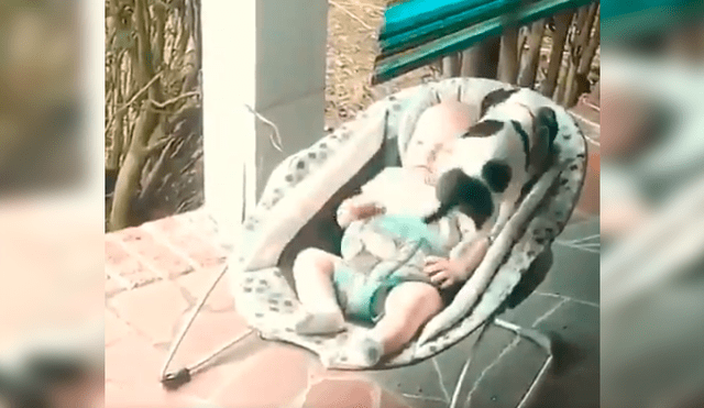 Cachorro se sube a la mecedora de un bebe para acompañarlo y protagoniza conmovedora escena [VIDEO]