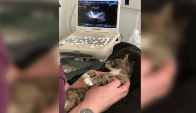 Facebook Viral: Divertida reacción de gata al "enterarse" que está preñada