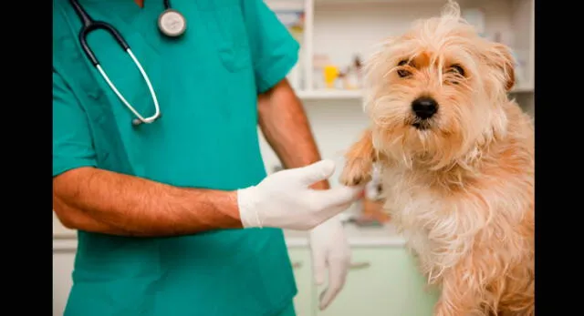 Medicina Veterinaria: Una profesión para proteger la salud animal 