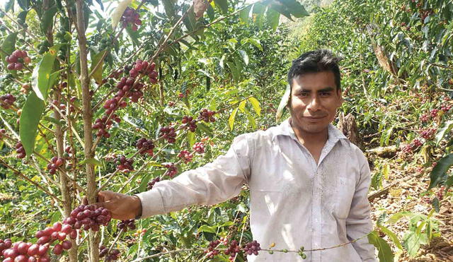 sensillez. Desde 2015, Genaro Cahuana se adentra a la selva puneña para producir café orgánico. Con su trabajo saca adelante a su familia.