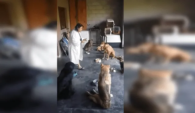 Facebook viral: mujer consigue que sus perros recen antes de comer y asombra al mundo [VIDEO]