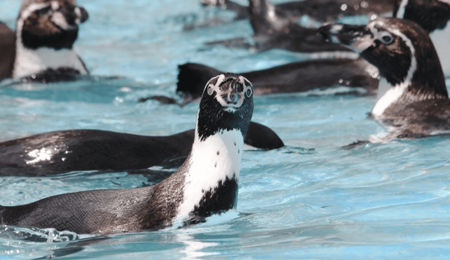 Parque de las Leyendas celebra el Día Mundial del Pingüino 