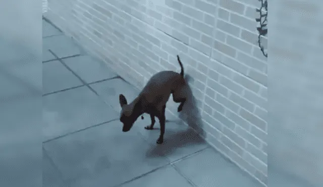 Facebook Viral: Creyó que su perro tenía la pata rota, se acercó y quedó asombrada [VIDEO]