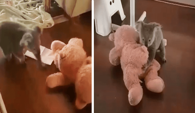 En Facebook, un koala tuvo una emotiva reacción al percatarse que un rescatista el entregó un peluche.