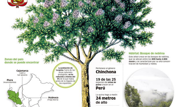 Cambio climático ahora amenaza al árbol de la quina [INFOGRAFÍA]