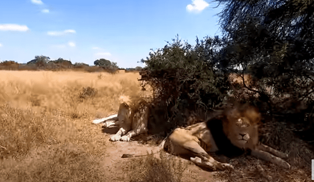 Desliza hacia la izquierda para ver las imágenes del viral de YouTube. Foto: The Lion Whisperer.