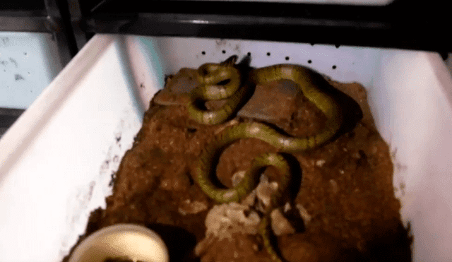 En YouTube, científicos crían la serpiente más extraña del mundo en China [VIDEO]