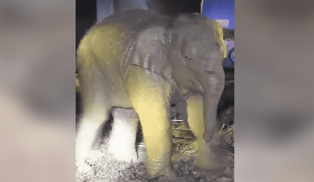 Un video viral muestra cómo un grupo de pobladores hacen hasta lo imposible para salvar la vida de un elefante bebé.