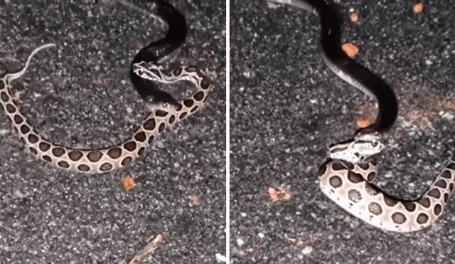 Solo una de las serpientes logró ser la ganadora, mientras la otra fue devorada. Foto: captura.