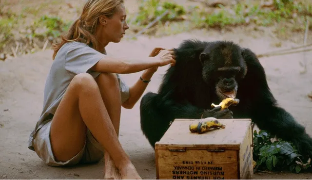 National Geographic estrena documental "Jane, famosa conservacionista que investigó al chimpancé