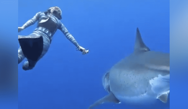 Desliza hacia la izquierda para ver el momento en que un tiburón nada al lado de un buzo en Estados Unidos. El video es viral en Facebook.