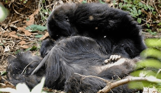 YouTube viral: gorilas lloran a sus muertos en funerales y su dolor es comparado a la del humano [VIDEO] 