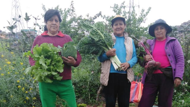 La agricultura urbana puede realizarse en en espacios pequeños o comunitarios. Foto: Agricultura en Lima.