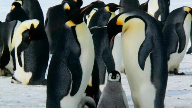 Pingüinos emperadores. Foto: Bird Life.