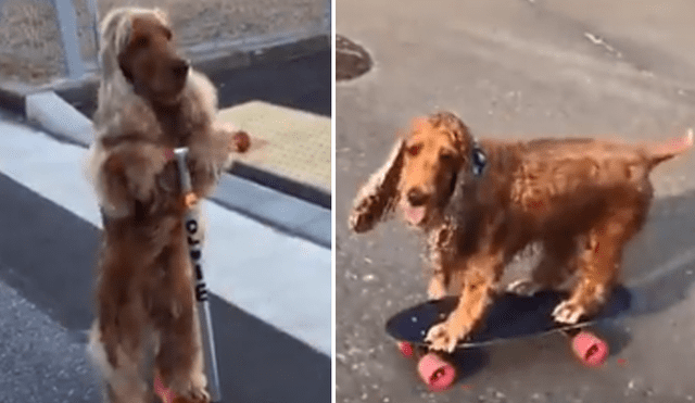 Facebook: graban a perro montando scooter y patines como si fuera un profesional [VIDEO]