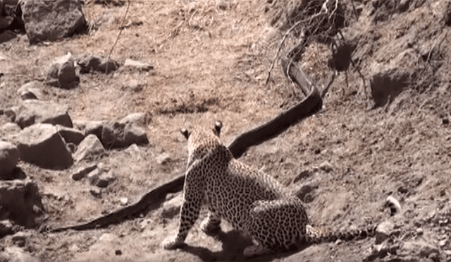 Feroz leopardo acecha a pitón gigante, la ataca por el cuello y sucede lo inesperado [VIDEO] 