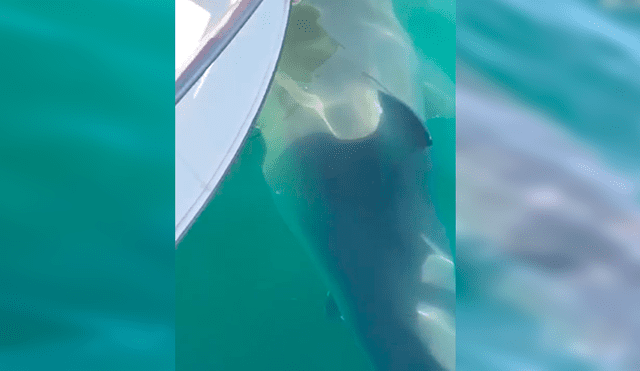 En Facebook, los integrantes de una familia quedaron aterrados al descubrir que un tiburón estaba al costado de su bote.
