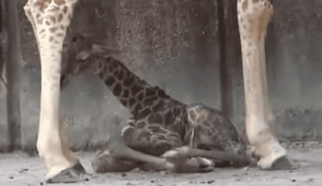Youtube: el increíble nacimiento de una jirafa en un zoológico [VIDEO]