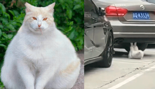 Facebook viral: gatito obeso es descubierto haciendo ejercicios para bajar de peso [VIDEO]